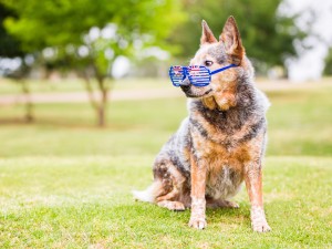 akemi-photography-deaf-australian-cattle-dog-liberty-belle-2