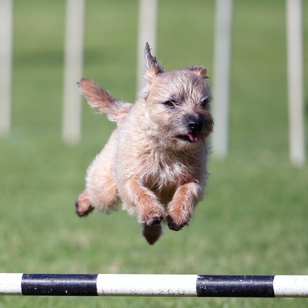 Give your dog a job - Pinnicle