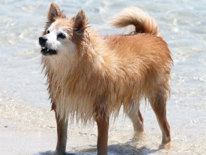 Water Safety for Dogs - Pinnicle
