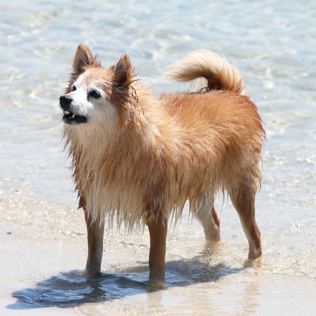 Water Safety for Dogs - Pinnicle