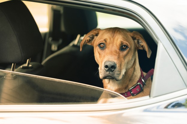 Dogs die in hot cars