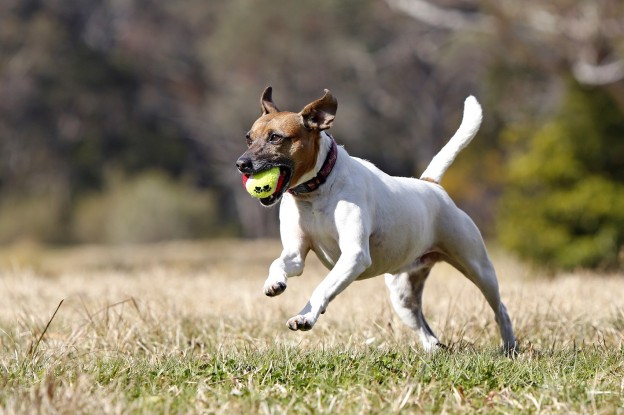 Dog and ball_David Darcy