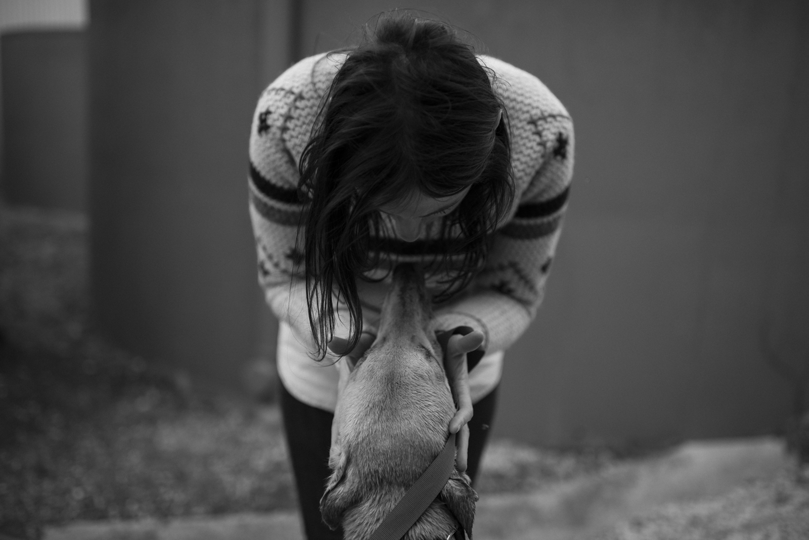 Greyhound photography exhibition