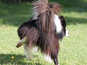 Puppy toilet training: how to toilet train your dog