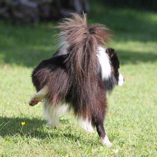 Puppy toilet training: how to toilet train your dog