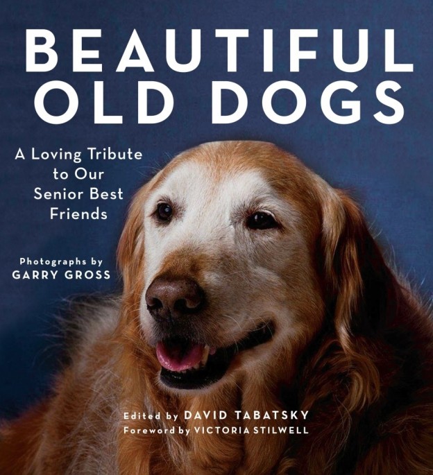 Beautiful Old Dogs