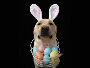 Dog and Easter Eggs
