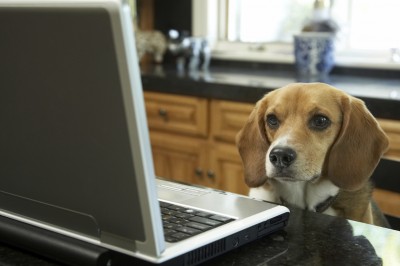 Bark Back - iStock