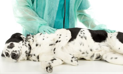 should you desex your pet