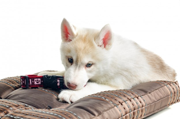 Bigstock well-trained puppy