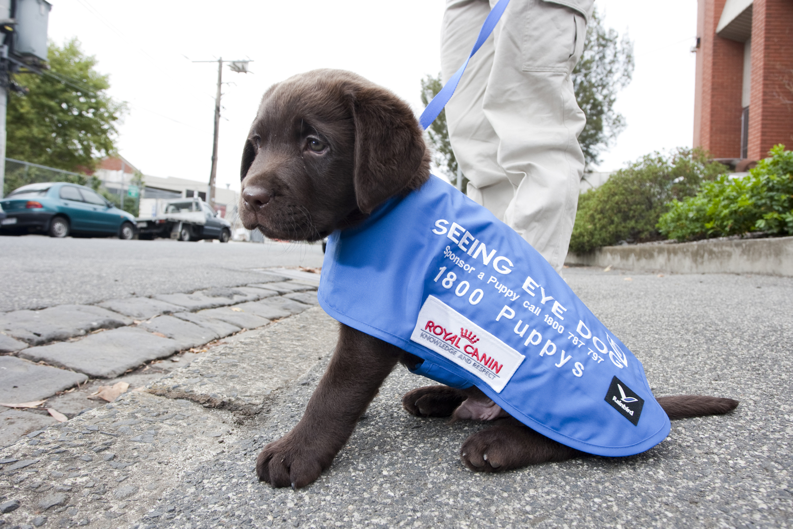 Become a SEDA puppy carer