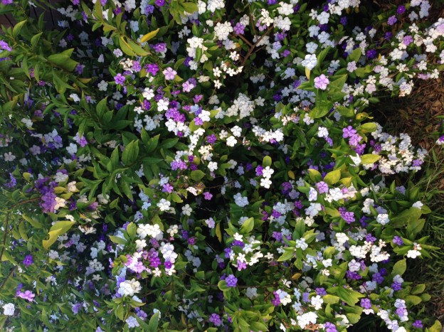 Beautiful Brunfelsia plant deadly to dogs