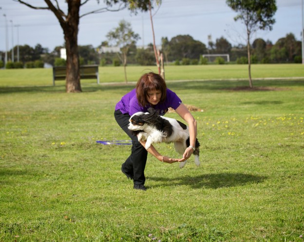 Dances with Dogs