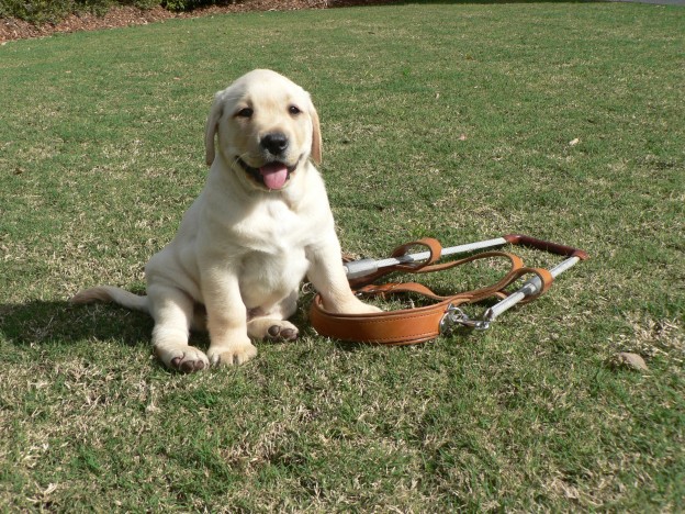 Blonde Puppy - With Harness