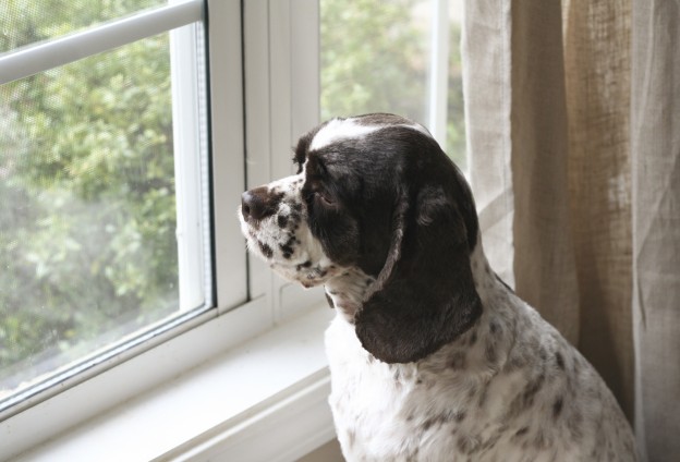 Waiting dog - Bigstock