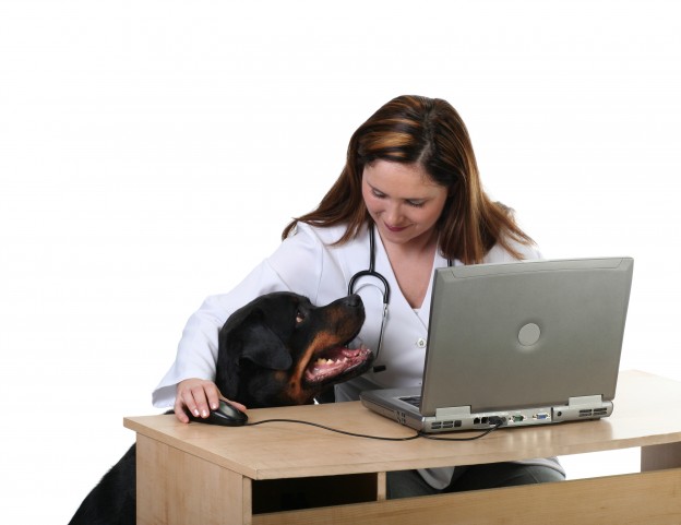 Dog at the Vet - Bigstock