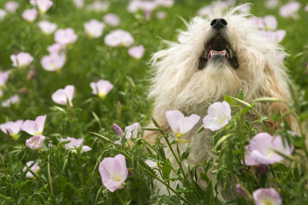 Fluffy small dog in flower field - Bigstock