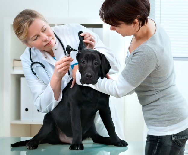 Time for a vet checkup! Dogslife. Dog Breeds Magazine