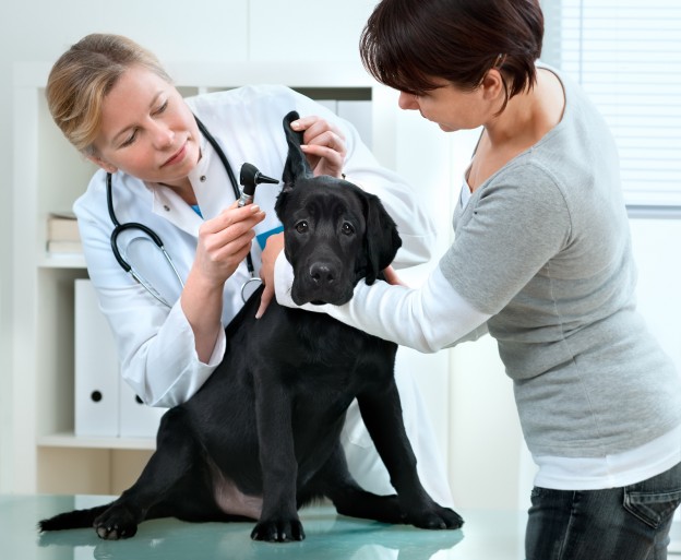 Vet check up - Bigstock