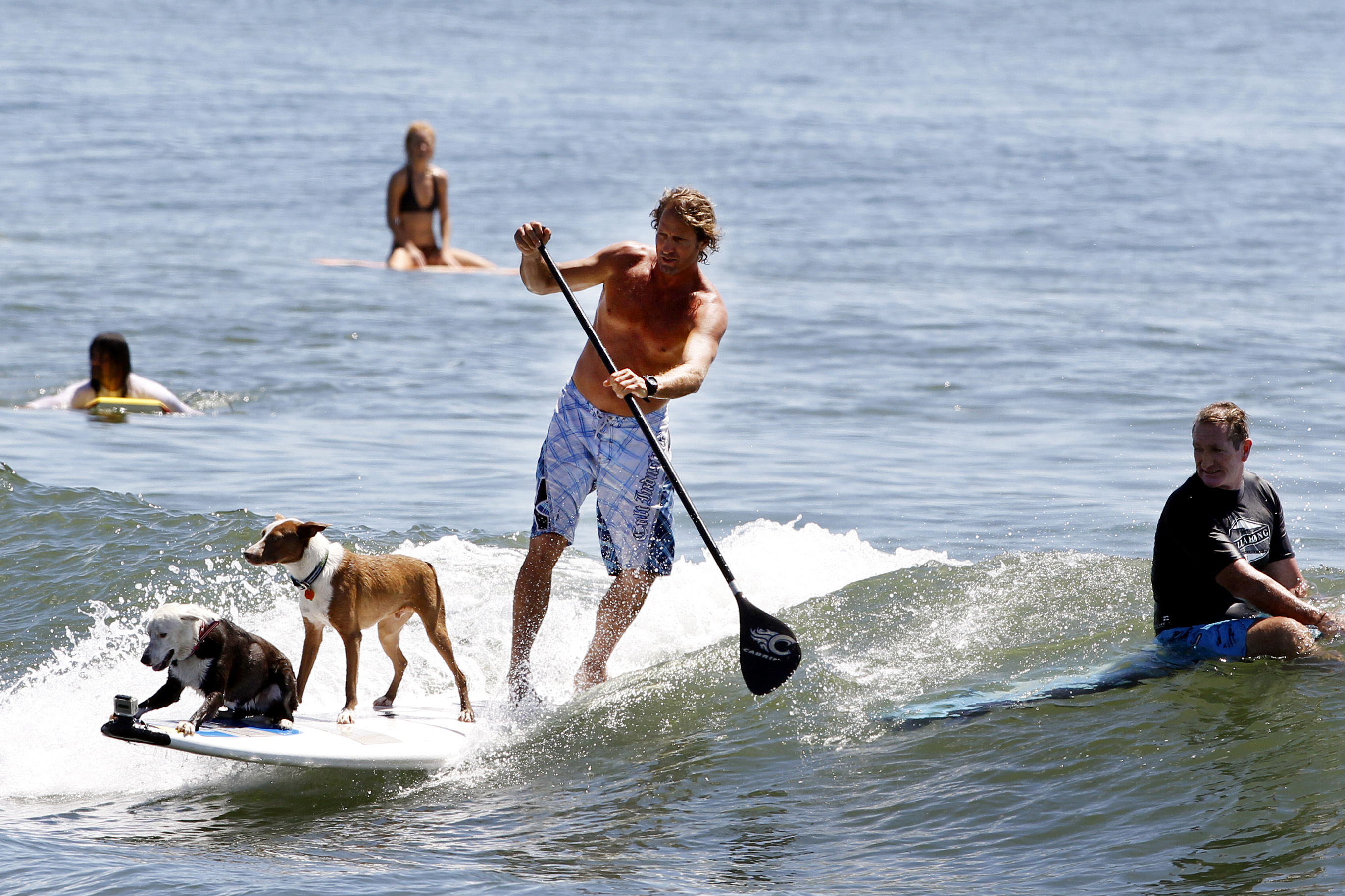 Teach your dog to surf!