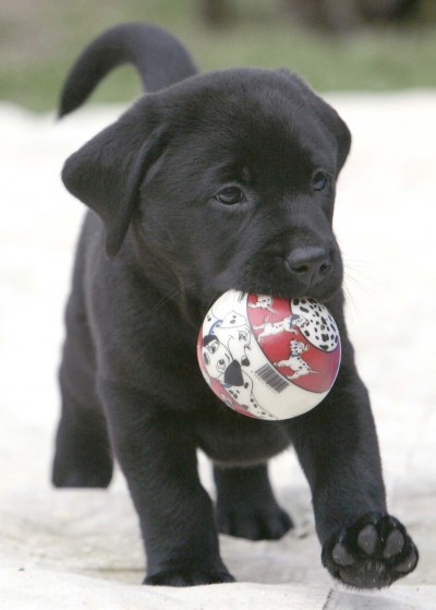 Correct training is important for any dog