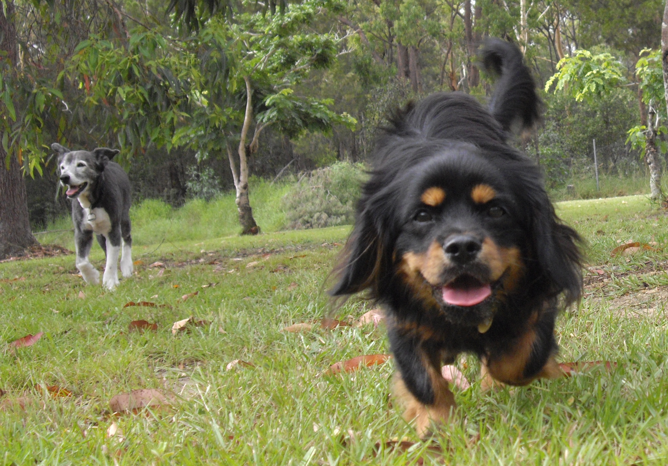 Training a difficult dog
