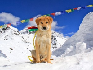 Rupee at Mt Everest