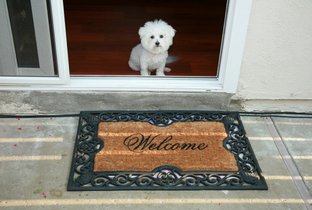 bigstock-a-purebred-bichon-frise-sits-a-25917218