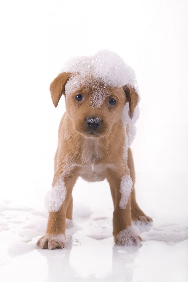 bigstock_Small_Cute_Puppy_4367157