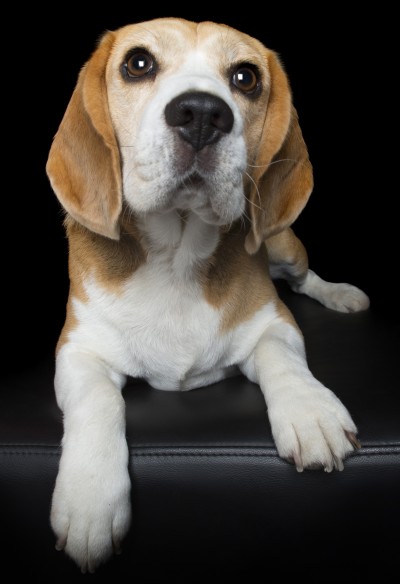 Do dogs like music