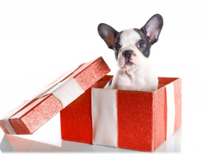 bigstock-Adorable-French-bulldog-puppy--45745861