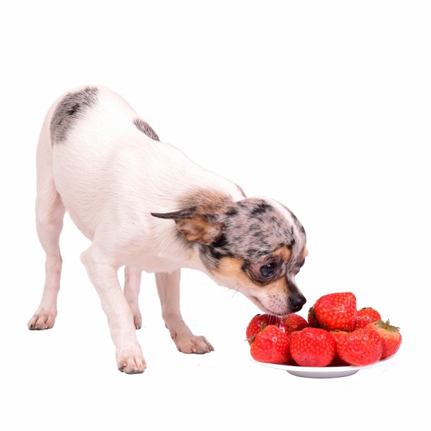 bigstock-Chihuahua-dog-with-plate-of-fo-33281906