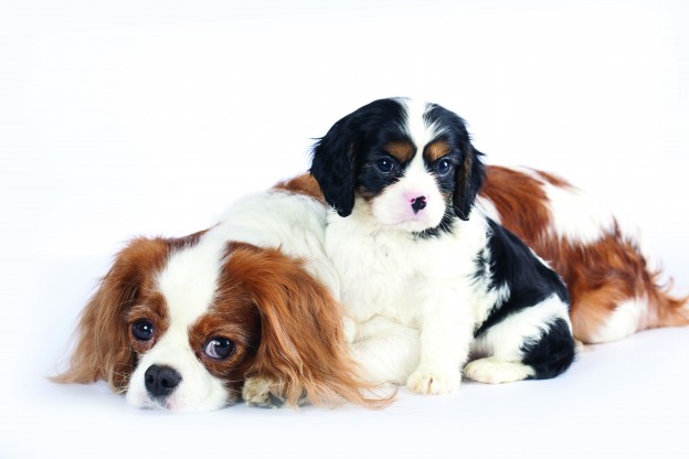 bigstock-Litter-of-Cavalier-King-Charle-29273636