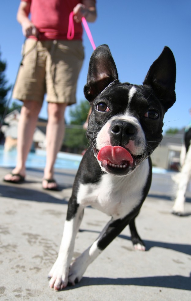 Does your dog pull at the leash?