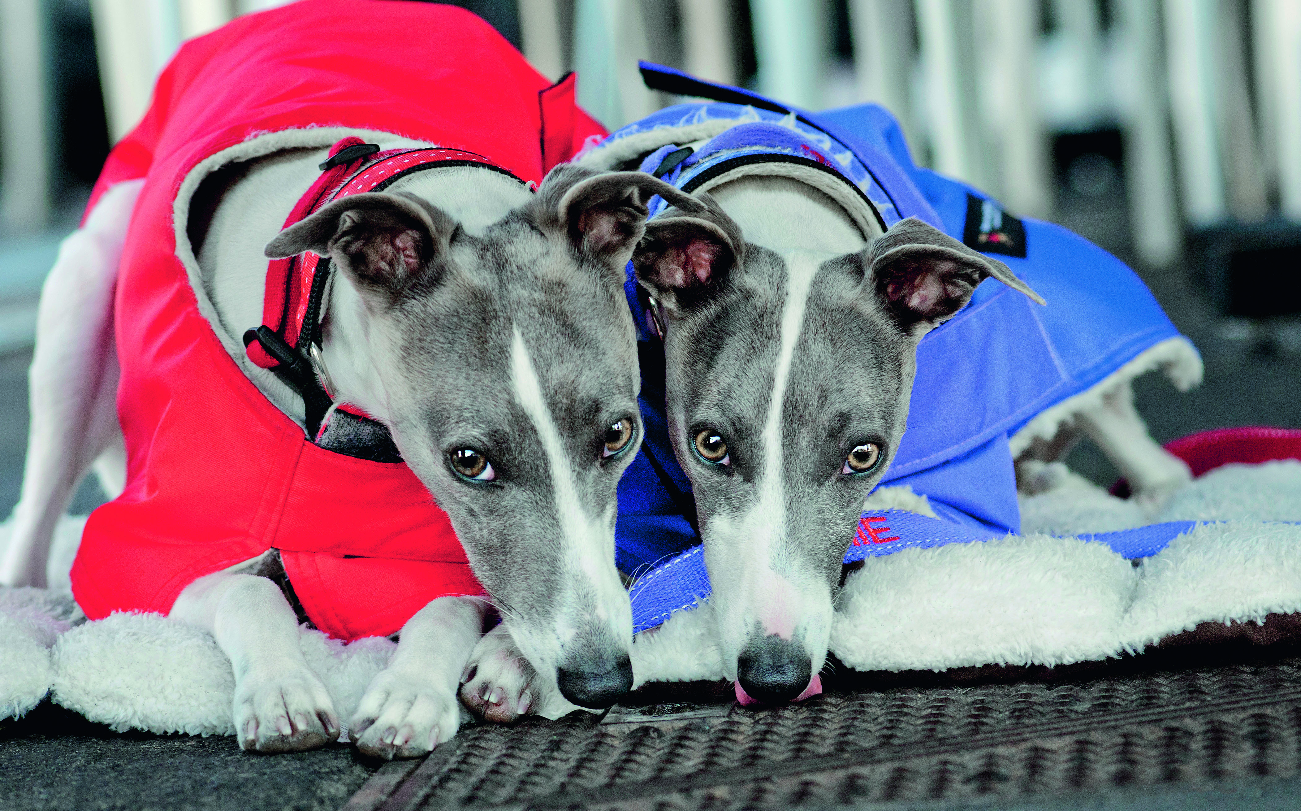 Keeping your dog warm