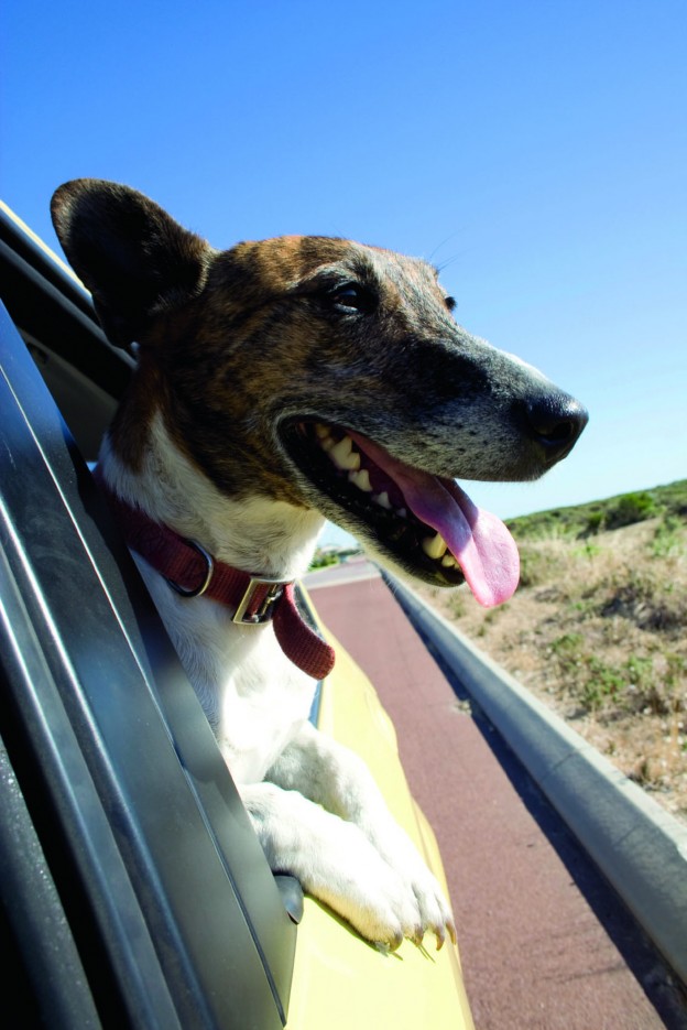 Choosing a car that is safe for your dog is important business!