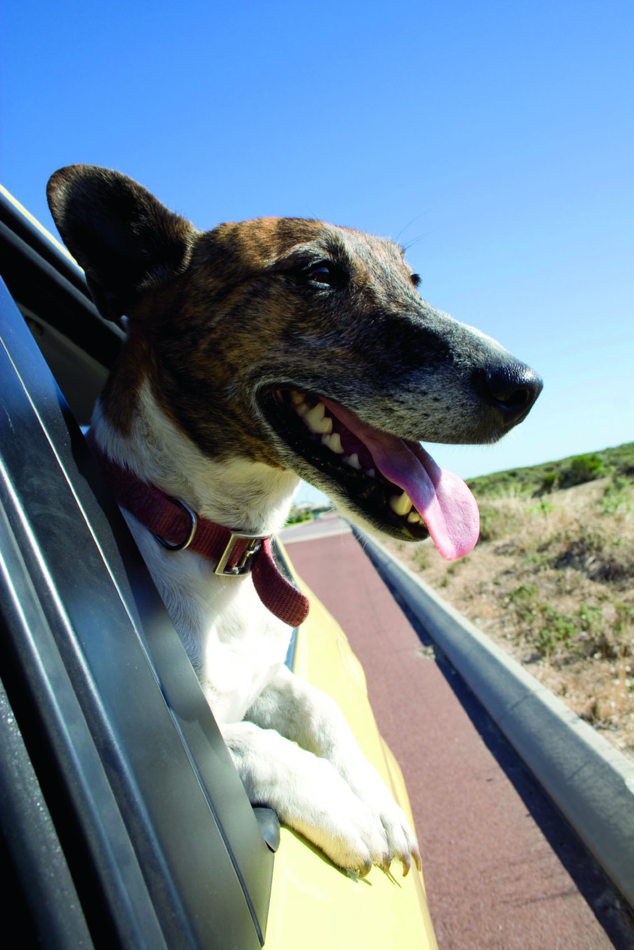 Choosing a dog friendly car