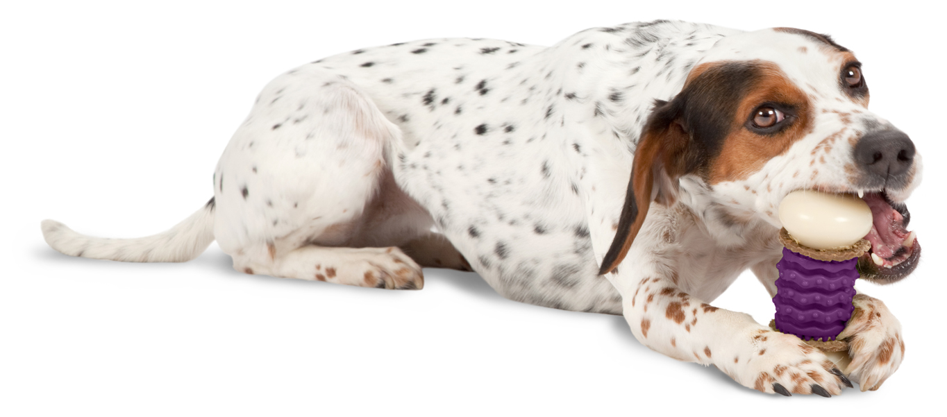 PetSafe Busy Buddy Nobbly Nubbly