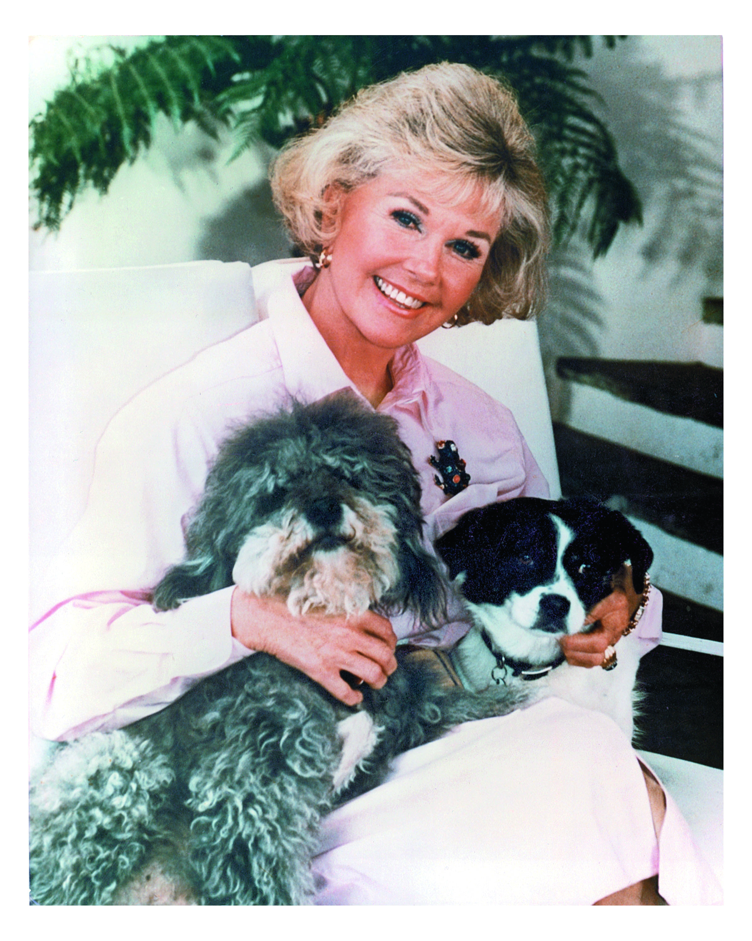 From Hollywood to helping hounds