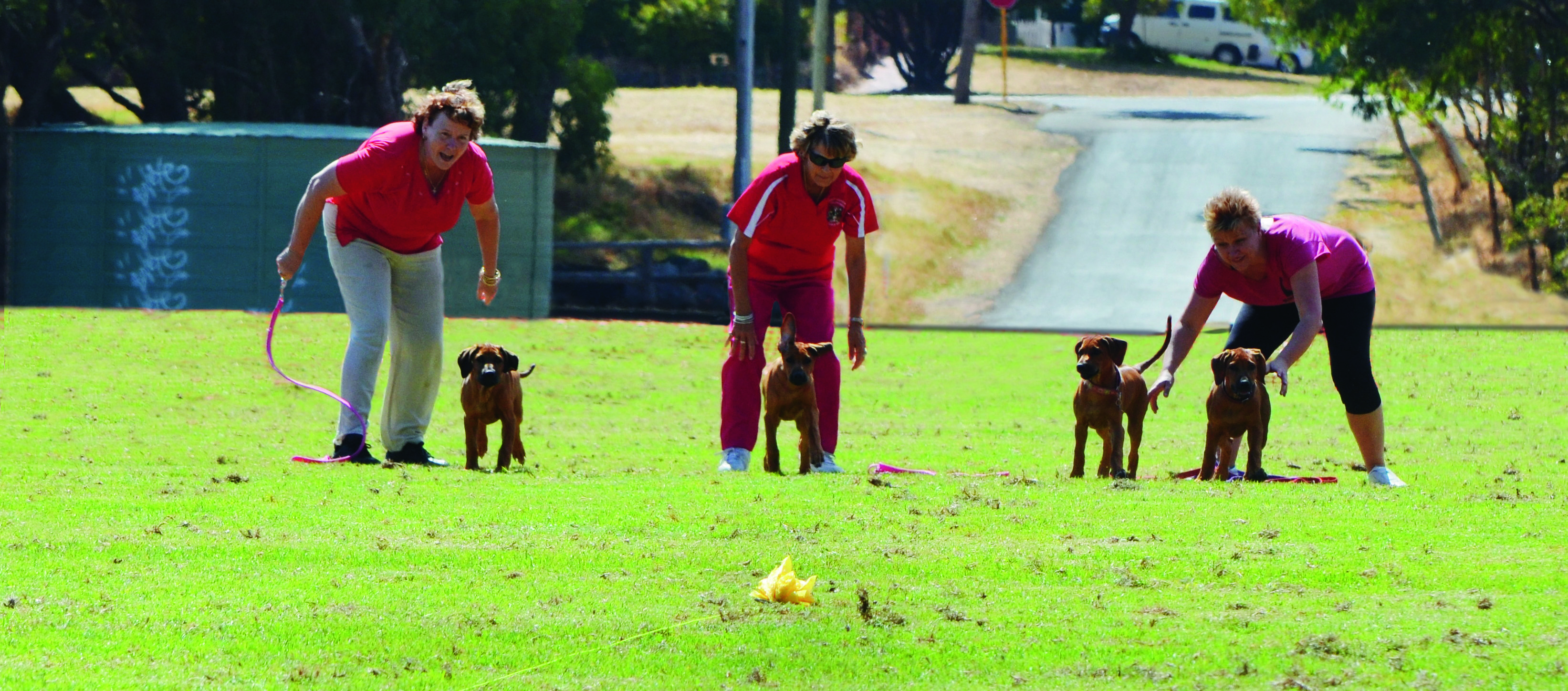 Lure coursing