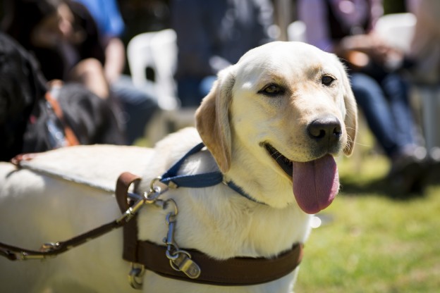 Guide Dog Wet Nose Day