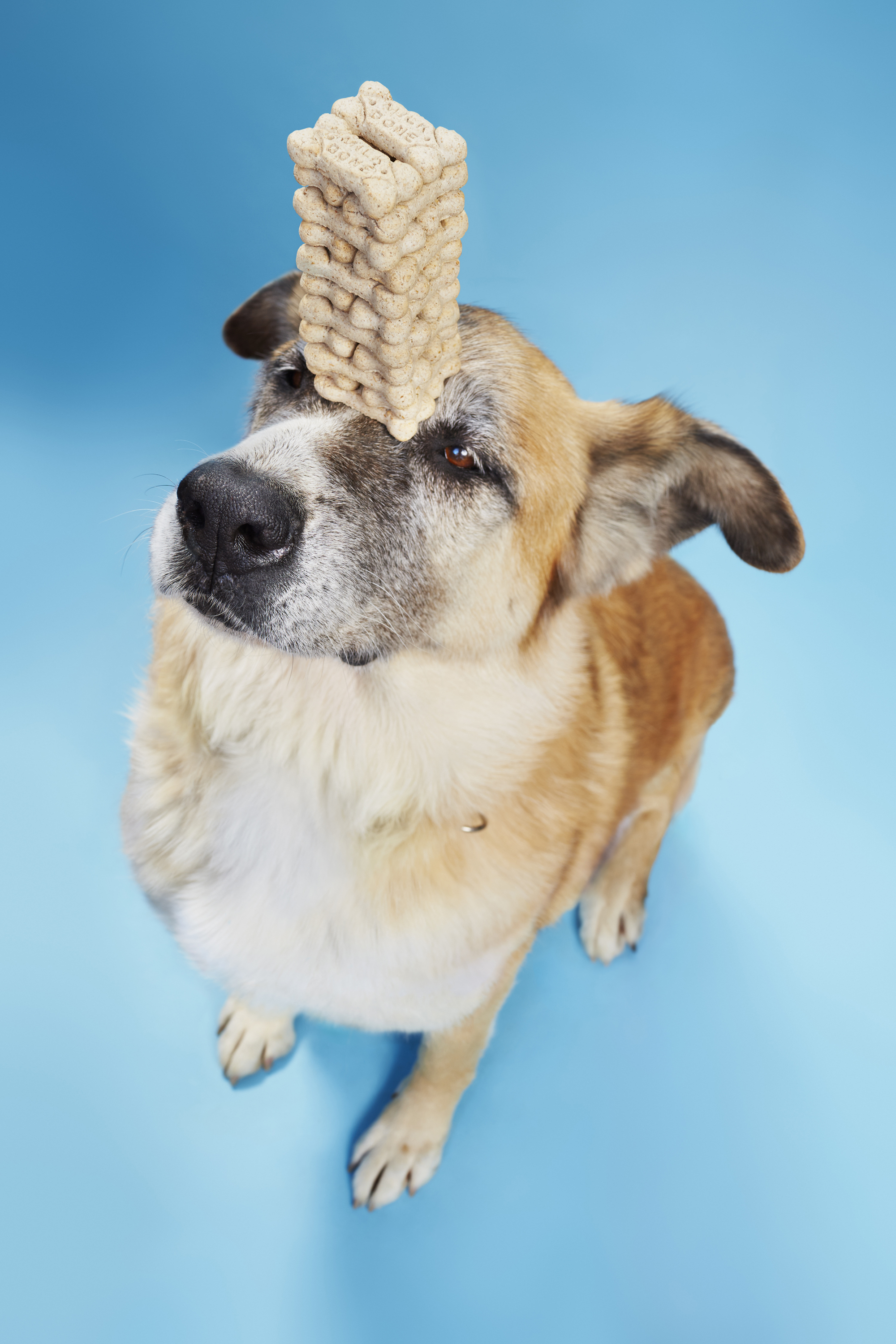 Dogs take over Guinness World Records 2015