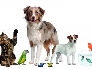 Starting a pet business can be challenging — but fun!