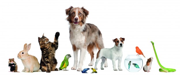 Starting a pet business can be challenging — but fun!