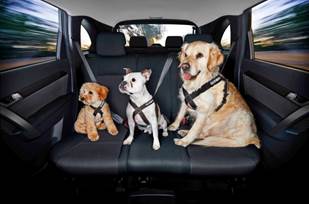 How to Keep a Dog Safe in a Car