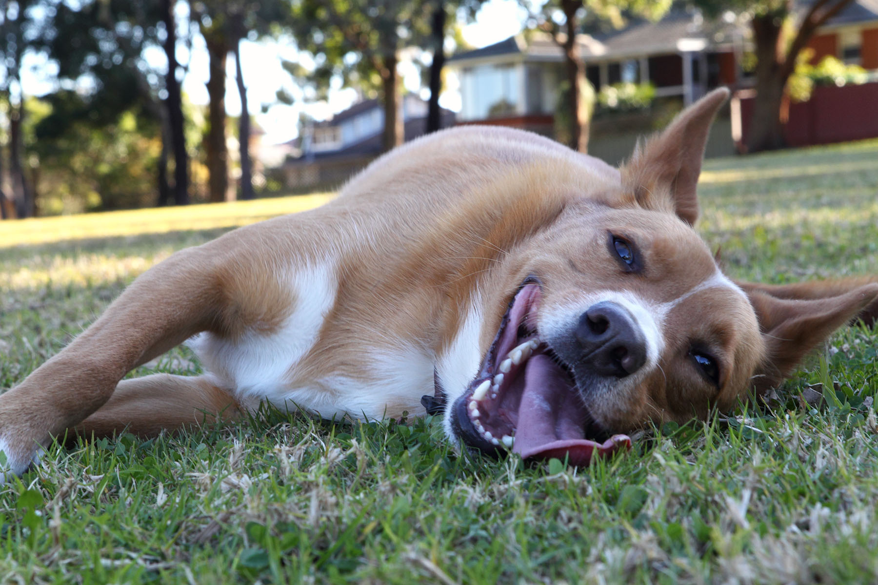 healthiest mixed breed dogs