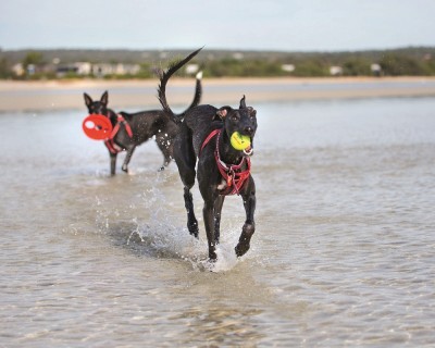 A doggy beach side break