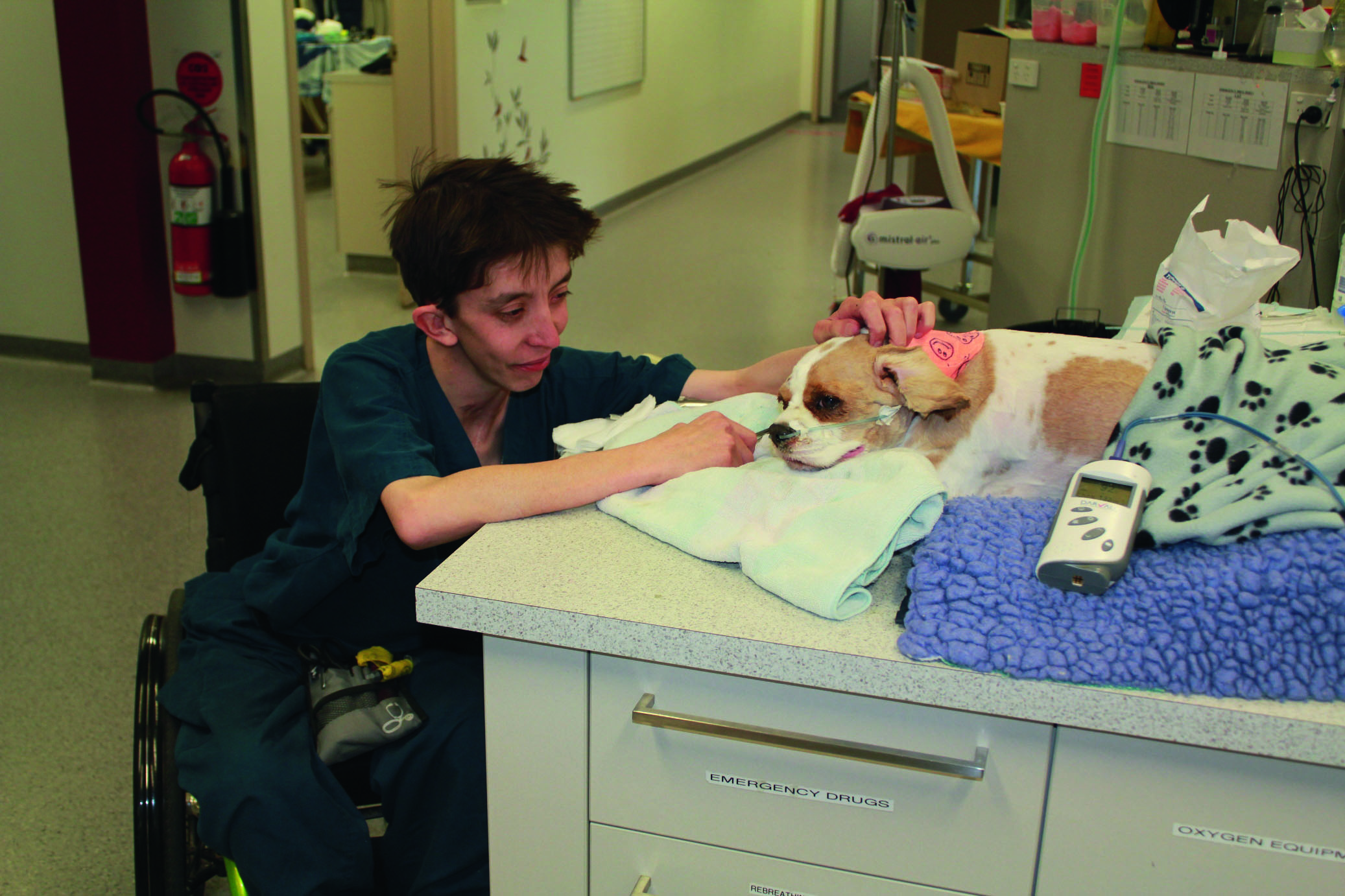 Becoming a vet nurse