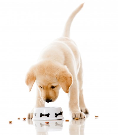 Why do dogs get sensitive stomachs?