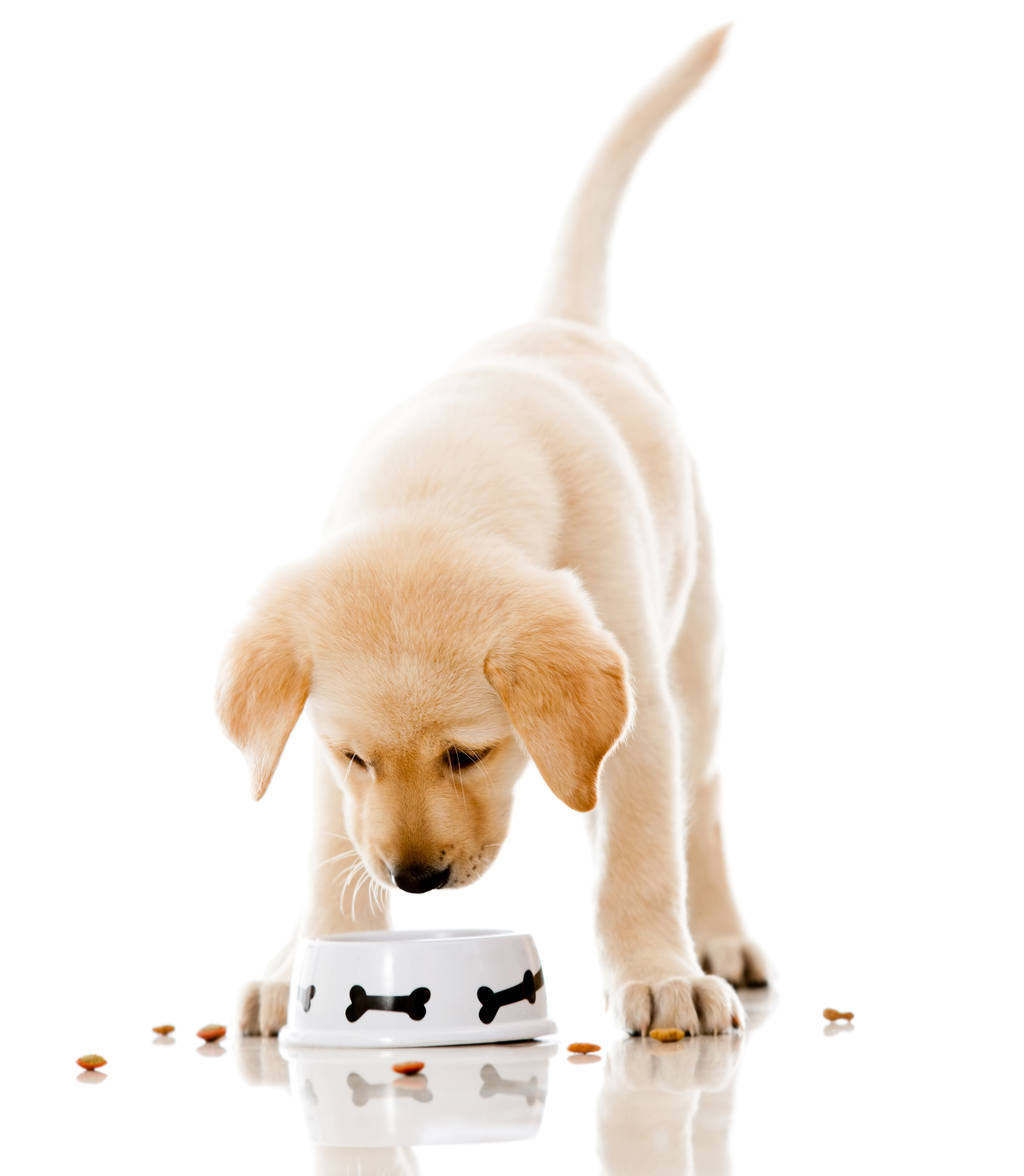 Why do dogs get sensitive stomachs? - Dogslife. Dog Breeds Magazine